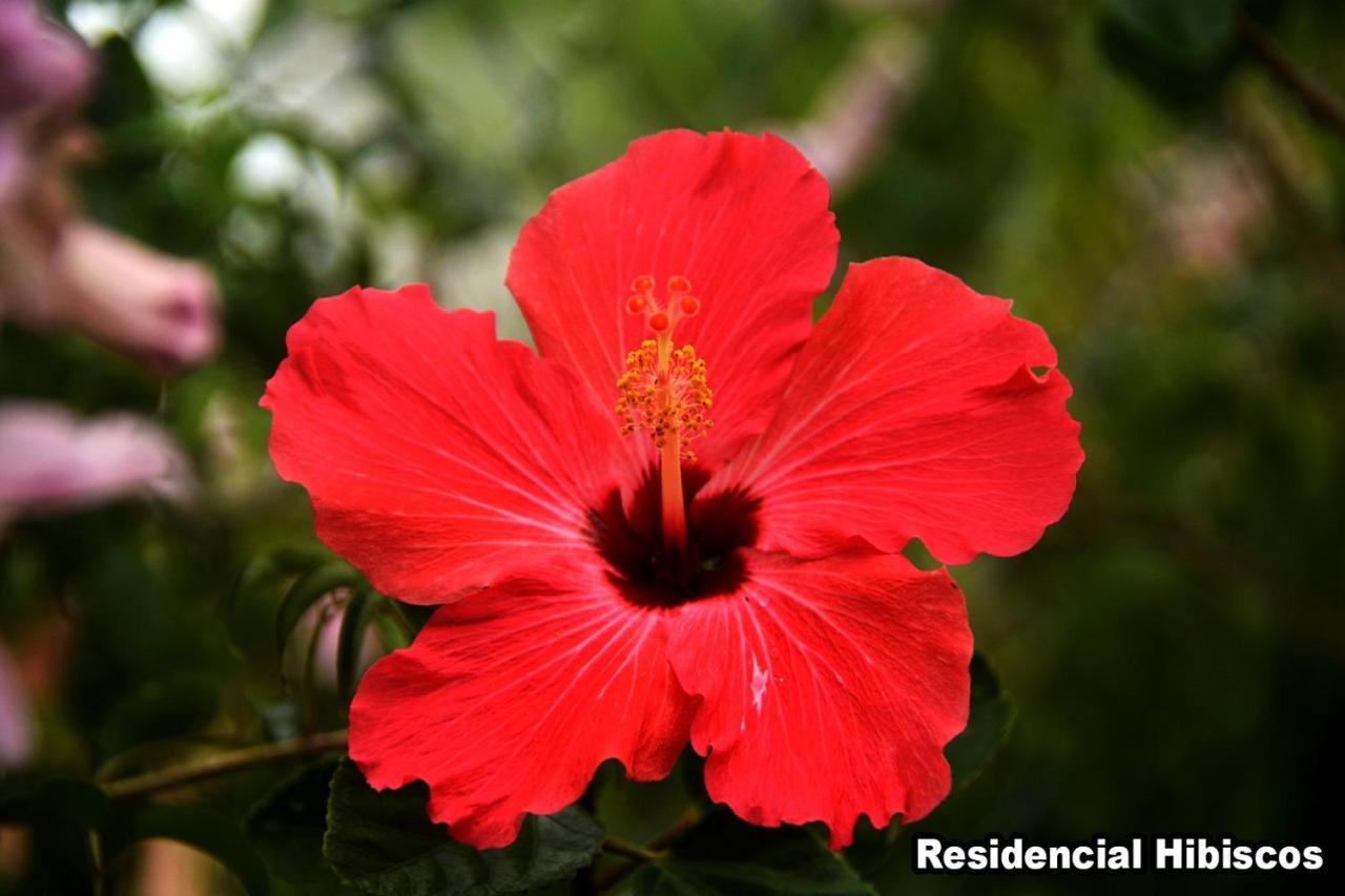 Residencial Hibiscos - Vista Mar Villa Гаропаба Екстериор снимка